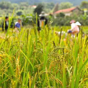 quy-trinh-san-xuat-lua-huu-co-bang-phuong-phap-vo-canh