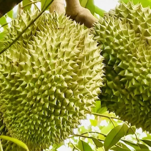 phan-bon-va-cac-loai-sau-benh-hai-chinh-tren-cay-sau-rieng