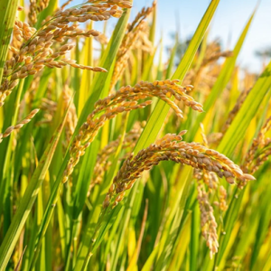 quy-trinh-san-xuat-giong-lua-ngan-ngay-va-sieu-ngan-ngay-cap-xac-nhan-vu-dong-xuan